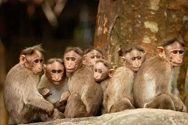 இனி குரங்குகளுக்கு தின்பண்டங்கள் வழங்கினால் 5 முதல் 7 ஆண்டுகள் சிறைதண்டனை..!!