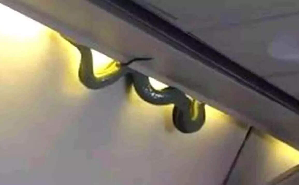 விமானத்தில் சுற்றித்திரிந்த பாம்பு… பயணிகள் பீதி!!