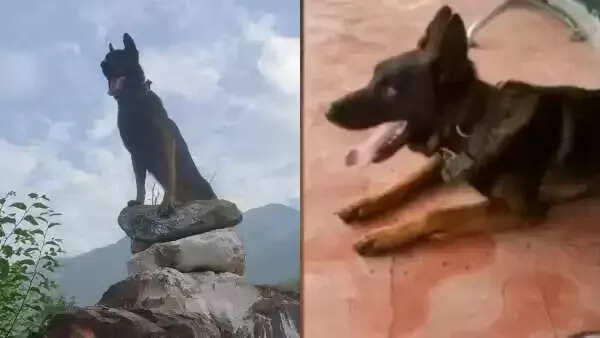 நாட்டுக்காக சண்டையிட்ட ராணுவ நாய் ஜூம் உயிரிழப்பு..!!