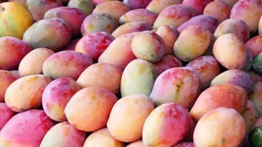 A new variety of mango named after Prime Minister Modi is coming soon..!