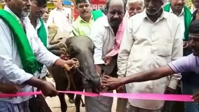 எருமை திறந்து வைத்த பேருந்து நிழற்குடை.. காரணம் என்ன தெரியுமா..?