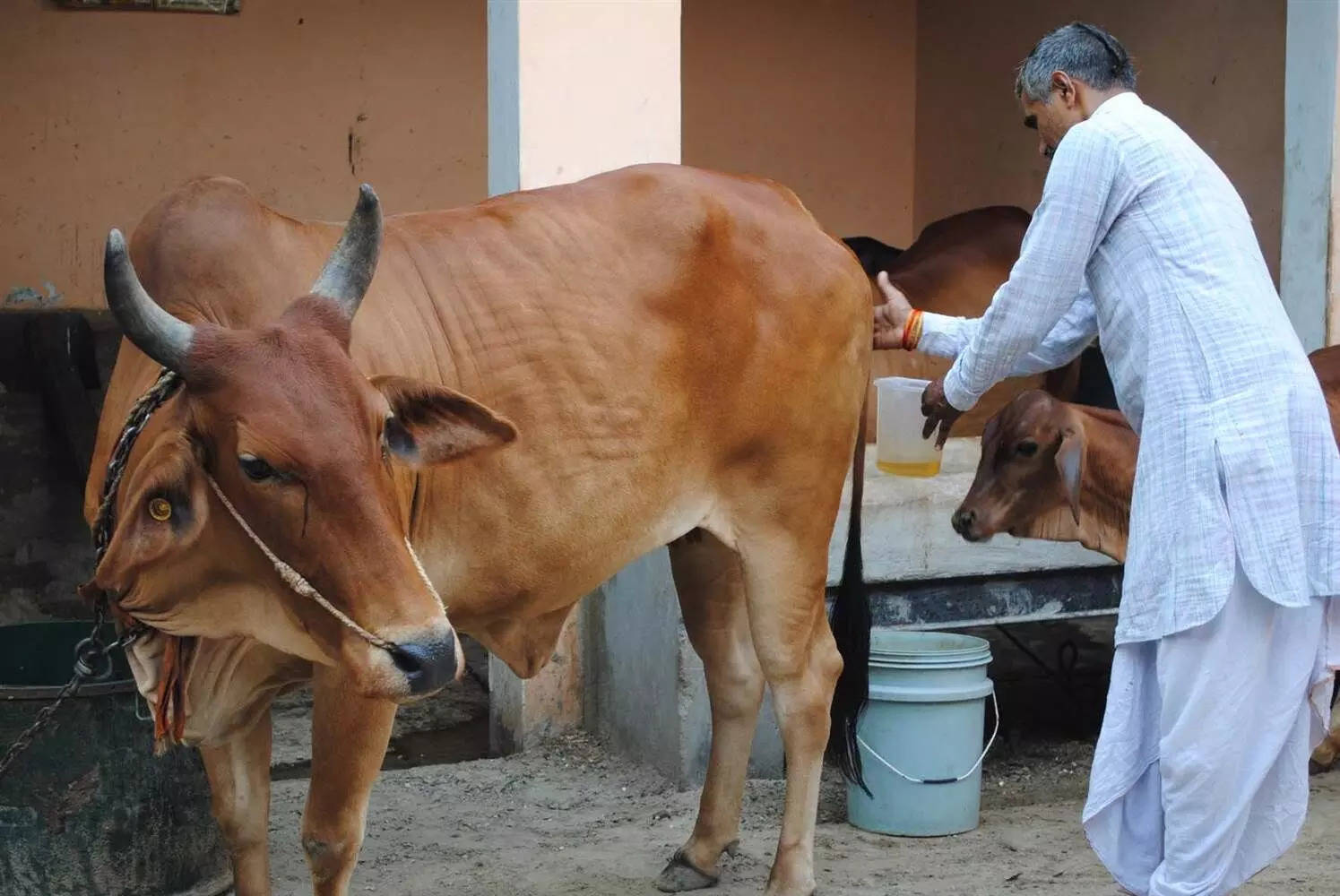 எச்சரிக்கை! கோமியம் குடிப்பது மிகவும் ஆபத்து!!