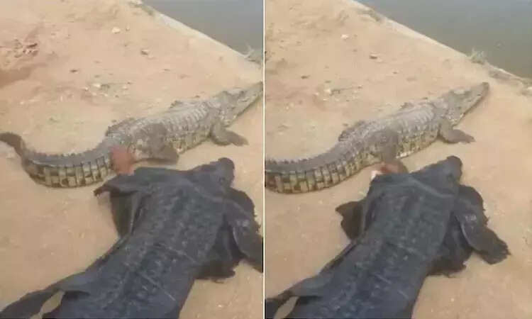 வைரலாகும் வீடியோ..!! முதலை போல் உடை அணிந்து முதலையை சீண்டிய நபர்!!