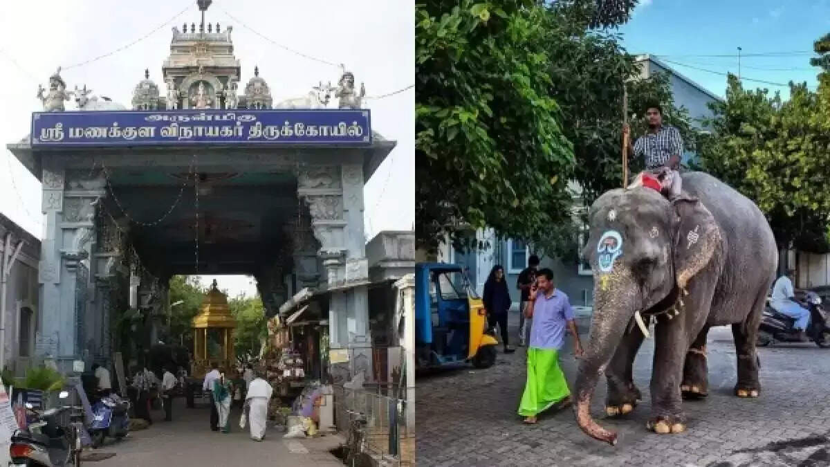 மணக்குள விநாயகர் கோவில் யானை மயங்கி விழுந்து மரணம்..! பக்தர்கள் கண்ணீர் விட்டு அஞ்சலி!!