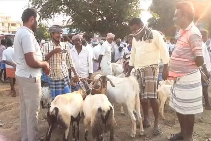 3 மணி நேரத்தில் ரூ.5 கோடிக்கு ஆடுகள் விற்பனை!!