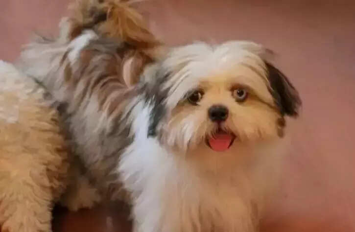 பல நாள் திருடன் ஒரு நாள் அகப்படுவான் என்பதற்கு இவர்கள் ஒரு சிறந்த எடுத்துக்காட்டு..!!