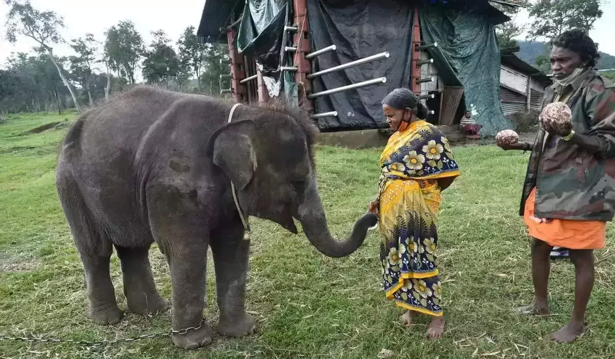 பொம்மன் - பெள்ளி தம்பதியை நேரில் அழைத்து பாராட்டிய முதல்வர் ஸ்டாலின்!!