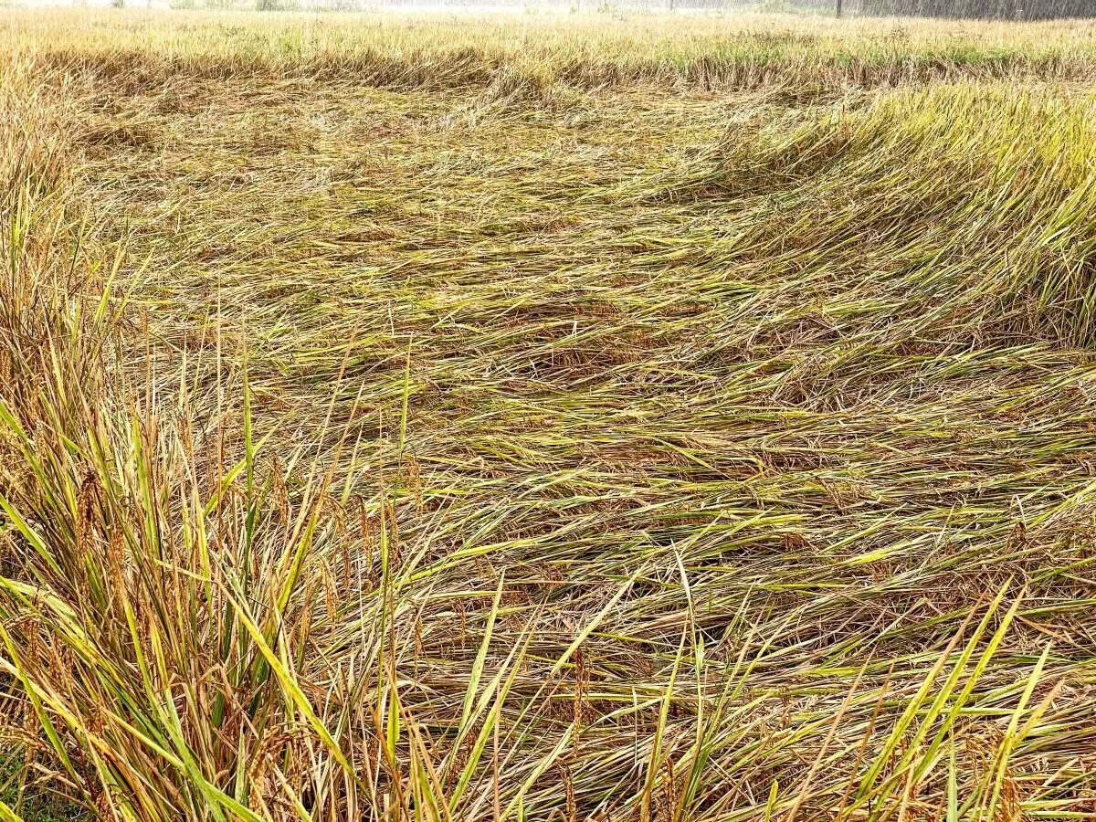 பயிர் சேதங்களை பார்வையிட குழு அமைத்தார் முதலமைச்சர்!!