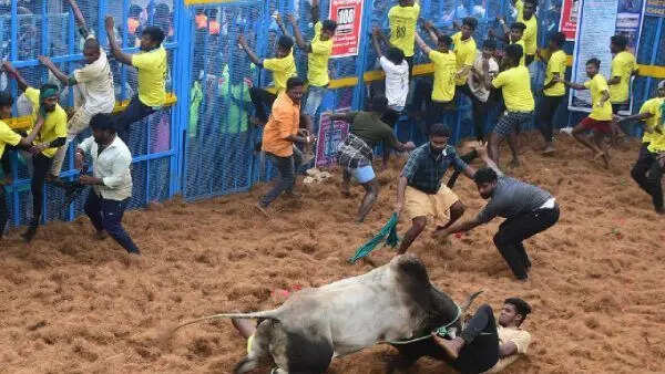 பாலமேடு ஜல்லிக்கட்டு போட்டி நிறைவு!! முழுவிவரம்!!