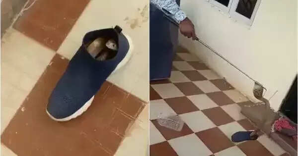 மக்களே எச்சரிக்கை..!! கர்நாடகாவில் ஷூவில் ஒளிந்திருந்த நாகப்பாம்பு..!!