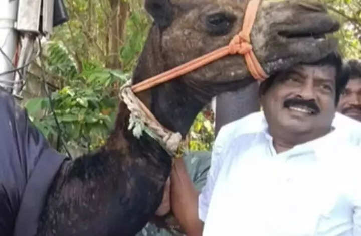 முதலமைச்சருக்கு ஒட்டகத்தை பரிசாக கொடுத்த தொண்டர்!!