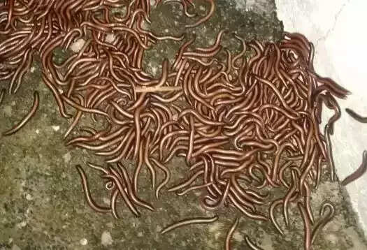 ராசிபுரம் அருகே ஆயிரக்கணக்கான அட்டை பூச்சிகள் வீடுகளுக்குள் படையெடுப்பதால் பொதுமக்கள் கடும் அவதி..!!