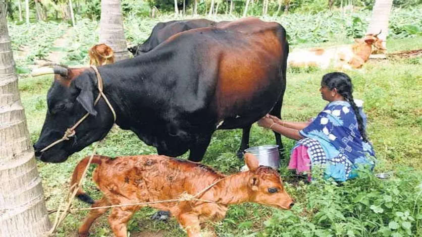 கறவை மாடு வாங்க கடனுதவி.. உடனே அப்ளை பண்ணுங்க..!