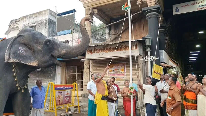 தேசியக் கொடிக்கு சல்யூட் அடித்த கோவில் யானை!!