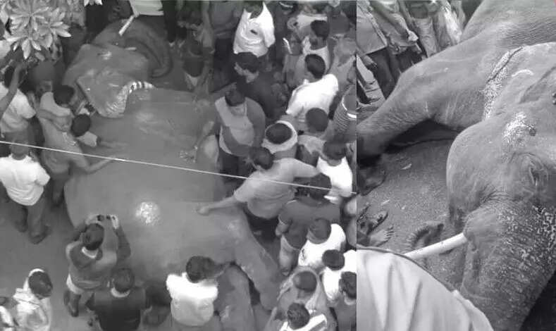 யானை லட்சுமியின் இறுதி ஊர்வலத்தில் ஏராளமானோர் பங்கேற்பு!!