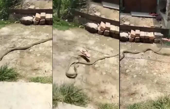 "காலே இல்ல செருப்பு எதுக்கு?"… பாம்பை கிண்டல் செய்யும் நெட்டிசன்கள்!!