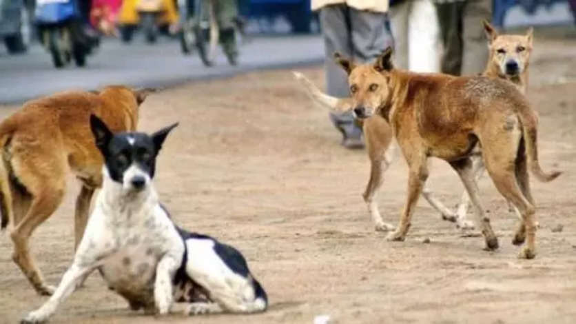 அதிர்ச்சி! உதவி ஆட்சியரை கடித்து குதறிய நாய்கள்!!