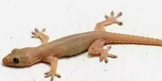 பல்லி நம் உடலில் எந்த பாகத்தில் விழுந்தால் என்ன பலன் தெரியுமா ?