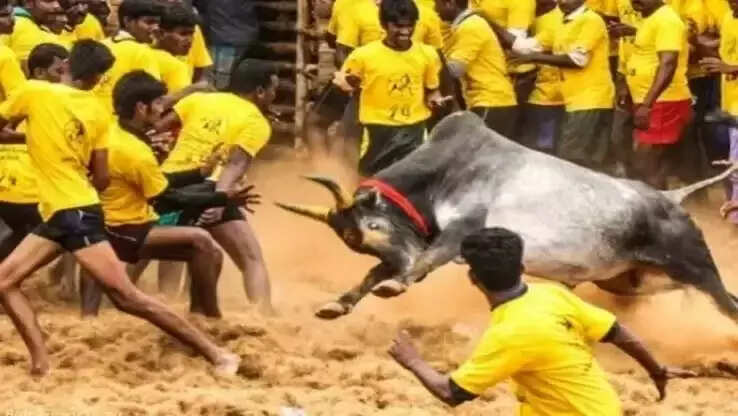 மாடுபிடி வீரர்களே ரெடியா..!! தமிழர்களின் வீர விளையாட்டான ஜல்லிக்கட்டு போட்டி இப்போ சென்னையில்..!!