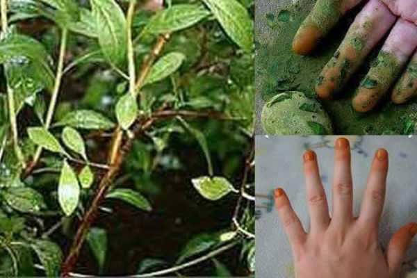 மருதாணியின் மருத்துவ குணங்கள் தெரியுமா? மருதாணியின் மருத்துவ குணங்கள் தெரியுமா?