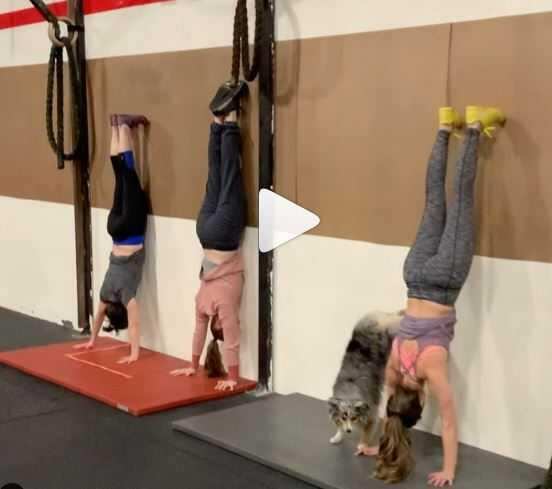 வைரலாகும் வீடியோ!! வெறித்தனமாக ஜிம்மில் உடற்பயிற்சி செய்யும் நாய்க்குட்டி!