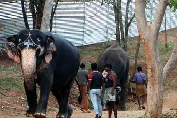 நாளையுடன் நிறைவடைகிறது யானைகள் புத்துணர்வு முகாம்