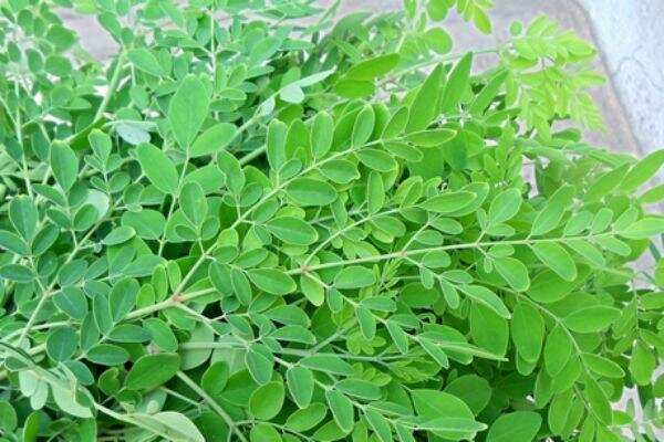 கடுமையான அனீமீயாவை கட்டுப்படுத்தும் 10 ரூபாய் பொருள்