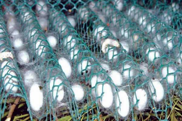 வரத்து குறைந்து வெறிச்சோடிய மார்க்கெட்! விவசாயிகள் அதிர்ச்சி!