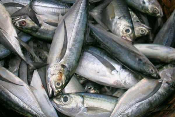 மீன் விலை அதிகரிக்கும் அபாயம்! மீனவர்கள் அதிருப்தி!!