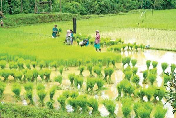 விவசாயத்தை மேம்படுத்த 16 அம்ச திட்டங்கள் கொண்டு வரப்படும் - நிர்மலா சீதாராமன்