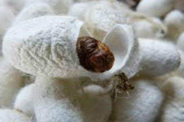 வரத்து குறைந்து வெறிச்சோடிய மார்க்கெட்! விவசாயிகள் அதிர்ச்சி!