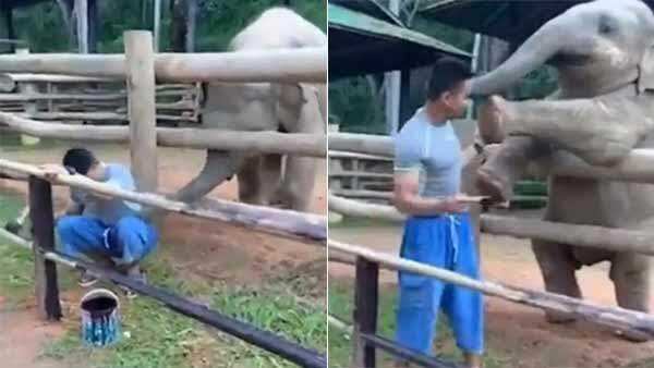 பாகனை கொஞ்சுவதற்காக யானை செய்த காரியம்! வைரலாகும் வீடியோ!! 