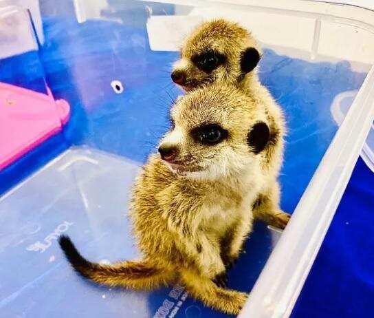 விஷச் சிலந்தி, தேவாங்கு..! சென்னைக்கு கடத்திவரப்பட்ட 13 அரியவகை உயிரினங்கள்..