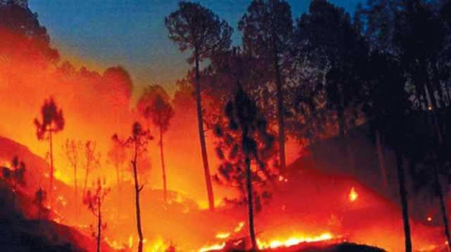 மேற்குத் தொடர்ச்சி மலையில் பற்றி எரியும் தீ - விலங்குகள் தவிப்பு