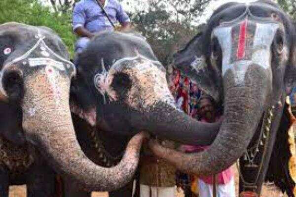 நாளையுடன் நிறைவடைகிறது யானைகள் புத்துணர்வு முகாம்