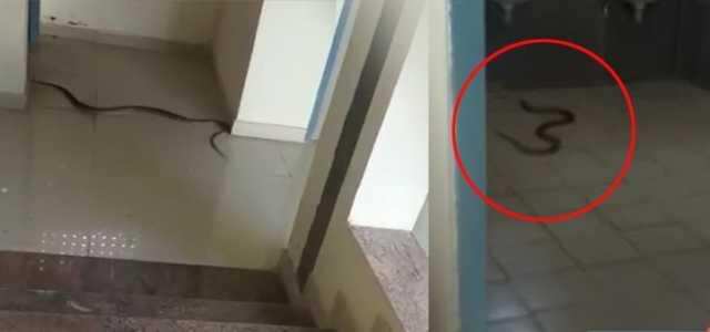 மாணவிகளின் ஹாஸ்டலுக்குள் 7 அடி நீள நாகப்பாம்பு! அலட்சியப்படுத்தும் நிர்வாகம்! மாணவிகளின் ஹாஸ்டலுக்குள் 7 அடி நீள நாகப்பாம்பு! அலட்சியப்படுத்தும் நிர்வாகம்!