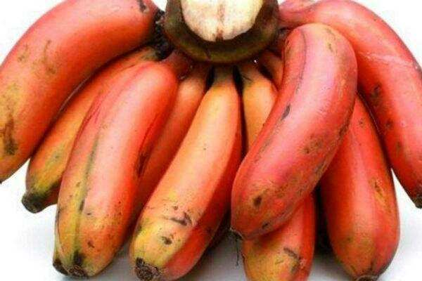 இதை சாப்பிட்டா குழந்தையின்மை பிரச்சனைக்கு பை பை சொல்லலாமாம்…