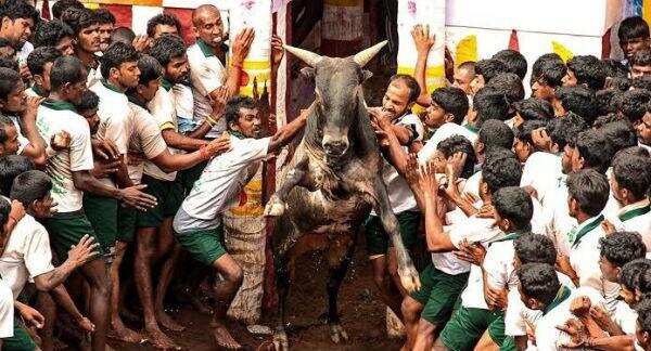 அலங்காநல்லூா் ஜல்லிக்கட்டில் சீறிப் பாய்ந்த அமைச்சர் விஜயபாஸ்கரின்  3 காளைகள்! களத்தில் கெத்து காட்டி வீரர்களை பந்தாடியது!