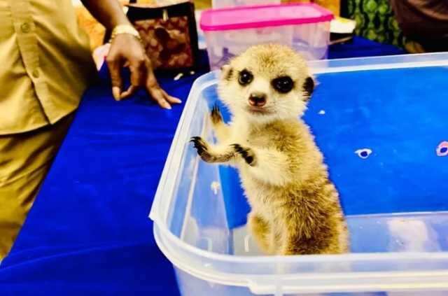 விஷச் சிலந்தி, தேவாங்கு..! சென்னைக்கு கடத்திவரப்பட்ட 13 அரியவகை உயிரினங்கள்.. விஷச் சிலந்தி, தேவாங்கு..! சென்னைக்கு கடத்திவரப்பட்ட 13 அரியவகை உயிரினங்கள்..