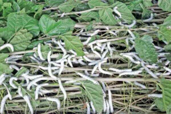 வரத்து குறைந்து வெறிச்சோடிய மார்க்கெட்! விவசாயிகள் அதிர்ச்சி!