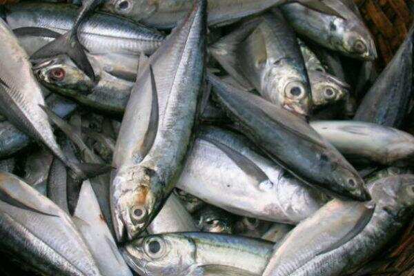 மீன் விலை அதிகரிக்கும் அபாயம்! மீனவர்கள் அதிருப்தி!!