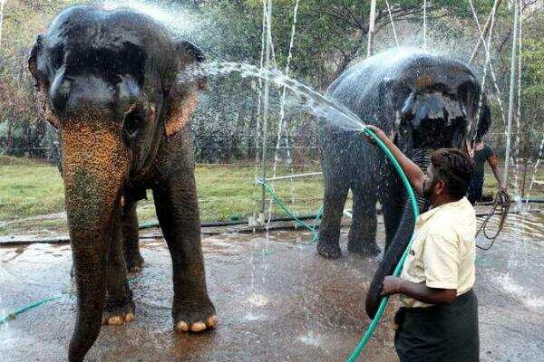 நாளையுடன் நிறைவடைகிறது யானைகள் புத்துணர்வு முகாம்