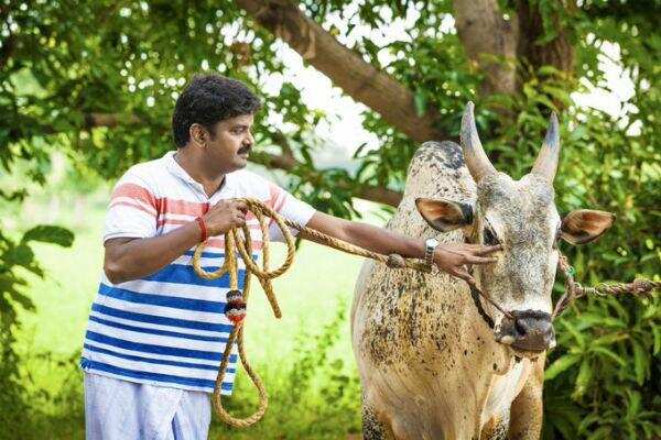 அலங்காநல்லூா் ஜல்லிக்கட்டில் சீறிப் பாய்ந்த அமைச்சர் விஜயபாஸ்கரின்  3 காளைகள்! களத்தில் கெத்து காட்டி வீரர்களை பந்தாடியது!