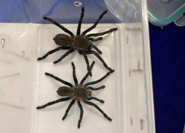 விஷச் சிலந்தி, தேவாங்கு..! சென்னைக்கு கடத்திவரப்பட்ட 13 அரியவகை உயிரினங்கள்..