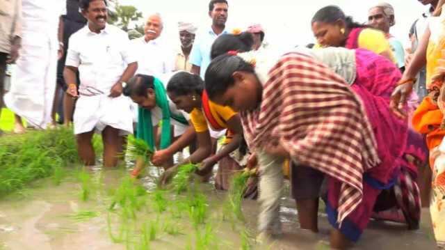 வயலில் இறங்கி நாற்று நட்டார் விவசாயிகளின் முதல்வர் எடப்பாடி!!