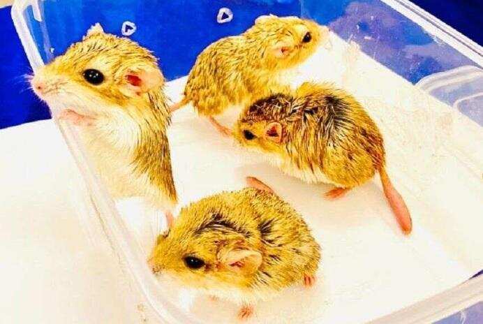 விஷச் சிலந்தி, தேவாங்கு..! சென்னைக்கு கடத்திவரப்பட்ட 13 அரியவகை உயிரினங்கள்..