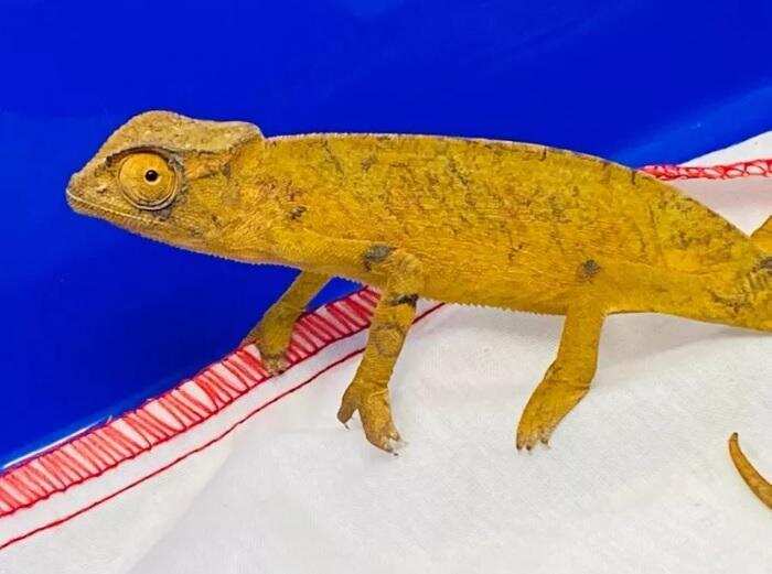 விஷச் சிலந்தி, தேவாங்கு..! சென்னைக்கு கடத்திவரப்பட்ட 13 அரியவகை உயிரினங்கள்..