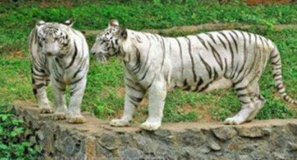 வண்டலூர் உயிரியல் பூங்காவில் நைட் சஃபாரி!! முதல்வர் ஆலோசனை!!