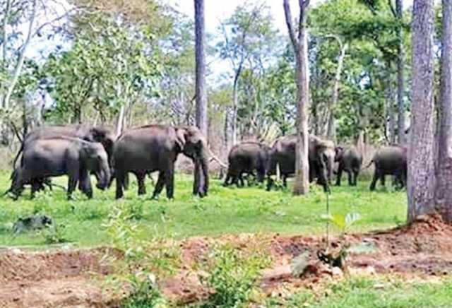 நெஞ்சை உலுக்கும் சம்பவம் - தாய் யானையின் பாசப் போராட்டம்