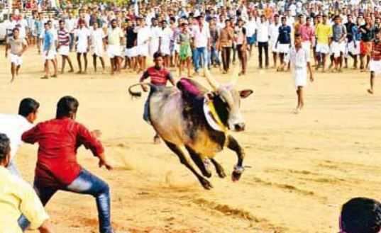 சப் இன்ஸ்பெக்டர் மீது சீறி பாய்ந்த ஜல்லிக்கட்டு காளை - வைரல் வீடியோ